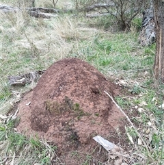 Nasutitermes exitiosus (Snouted termite, Gluegun termite) at Hackett, ACT - 4 Jun 2024 by DonFletcher