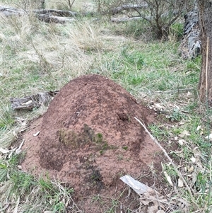 Nasutitermes exitiosus at Hackett, ACT - 5 Jun 2024