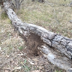 Nasutitermes exitiosus (Snouted termite, Gluegun termite) at Watson, ACT - 4 Jun 2024 by DonFletcher