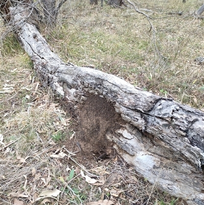 Nasutitermes exitiosus (Snouted termite, Gluegun termite) at Watson, ACT - 4 Jun 2024 by DonFletcher