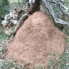 Nasutitermes exitiosus (Snouted termite, Gluegun termite) at Watson, ACT - 4 Jun 2024 by DonFletcher