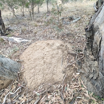 Nasutitermes exitiosus (Snouted termite, Gluegun termite) at Watson, ACT - 4 Jun 2024 by DonFletcher