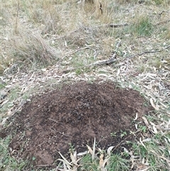 Nasutitermes exitiosus (Snouted termite, Gluegun termite) at Watson, ACT - 5 Jun 2024 by DonFletcher