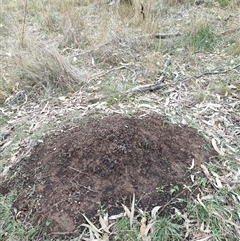 Nasutitermes exitiosus (Snouted termite, Gluegun termite) at Watson, ACT - 4 Jun 2024 by DonFletcher