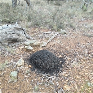 Nasutitermes exitiosus at Watson, ACT - 5 Jun 2024