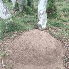 Nasutitermes exitiosus (Snouted termite, Gluegun termite) at Watson, ACT - 4 Jun 2024 by DonFletcher