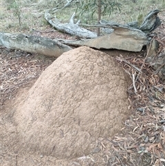 Nasutitermes exitiosus (Snouted termite, Gluegun termite) at Watson, ACT - 4 Jun 2024 by DonFletcher