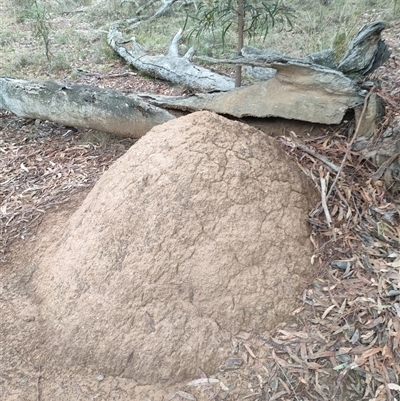 Nasutitermes exitiosus (Snouted termite, Gluegun termite) at Watson, ACT - 4 Jun 2024 by DonFletcher