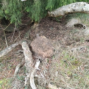 Nasutitermes exitiosus at Hackett, ACT - 5 Jun 2024