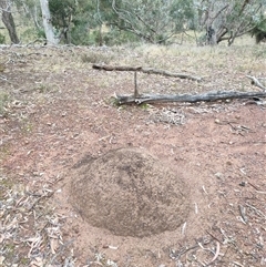 Nasutitermes exitiosus (Snouted termite, Gluegun termite) at Watson, ACT - 4 Jun 2024 by DonFletcher