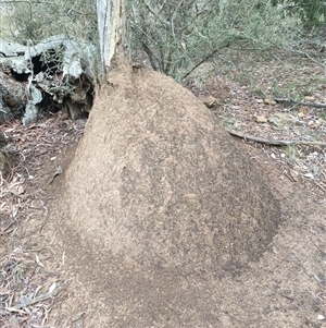 Nasutitermes exitiosus at Watson, ACT - suppressed