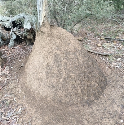 Nasutitermes exitiosus (Snouted termite, Gluegun termite) at Watson, ACT - 4 Jun 2024 by DonFletcher