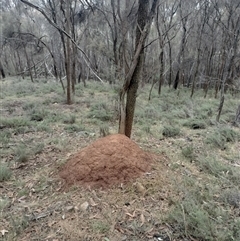 Nasutitermes exitiosus (Snouted termite, Gluegun termite) at Ainslie, ACT - 4 Jun 2024 by DonFletcher