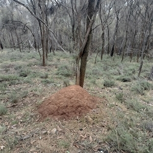 Nasutitermes exitiosus at Ainslie, ACT - 5 Jun 2024