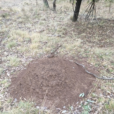 Nasutitermes exitiosus (Snouted termite, Gluegun termite) at Watson, ACT - 4 Jun 2024 by DonFletcher