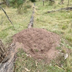 Nasutitermes exitiosus (Snouted termite, Gluegun termite) at Hackett, ACT - 4 Jun 2024 by DonFletcher