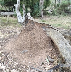 Nasutitermes exitiosus (Snouted termite, Gluegun termite) at Watson, ACT - 4 Jun 2024 by DonFletcher