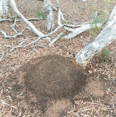 Nasutitermes exitiosus (Snouted termite, Gluegun termite) at Watson, ACT - 4 Jun 2024 by DonFletcher