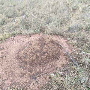 Nasutitermes exitiosus at Watson, ACT - 5 Jun 2024