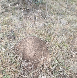 Nasutitermes exitiosus at Watson, ACT - suppressed