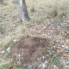 Nasutitermes exitiosus (Snouted termite, Gluegun termite) at Watson, ACT - 5 Jun 2024 by DonFletcher