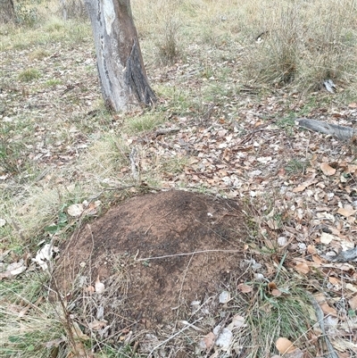 Nasutitermes exitiosus (Snouted termite, Gluegun termite) at Watson, ACT - 5 Jun 2024 by DonFletcher
