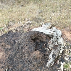 Nasutitermes exitiosus (Snouted termite, Gluegun termite) at Watson, ACT - 5 Jun 2024 by DonFletcher