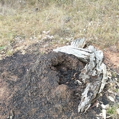 Nasutitermes exitiosus (Snouted termite, Gluegun termite) at Watson, ACT - 4 Jun 2024 by DonFletcher