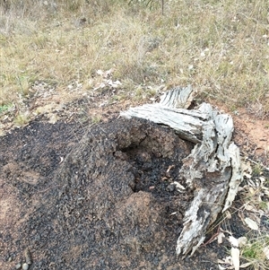 Nasutitermes exitiosus at Watson, ACT - 5 Jun 2024