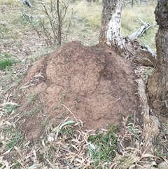 Nasutitermes exitiosus (Snouted termite, Gluegun termite) at Watson, ACT - 4 Jun 2024 by DonFletcher