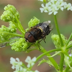 Odontomyia hunteri at Bungendore, NSW - 17 Nov 2024