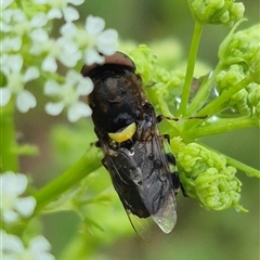 Odontomyia hunteri at Bungendore, NSW - 17 Nov 2024