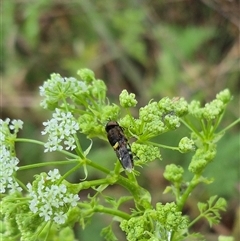 Odontomyia hunteri at Bungendore, NSW - 17 Nov 2024