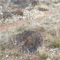 Nasutitermes exitiosus (Snouted termite, Gluegun termite) at Watson, ACT - 5 Jun 2024 by DonFletcher