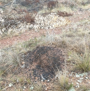 Nasutitermes exitiosus at Watson, ACT - 5 Jun 2024