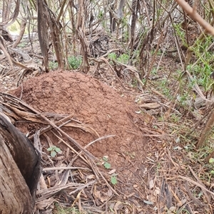 Nasutitermes exitiosus at Hackett, ACT - 5 Jun 2024