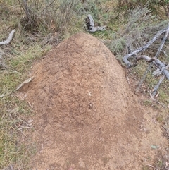 Nasutitermes exitiosus (Snouted termite, Gluegun termite) at Hackett, ACT - 5 Jun 2024 by DonFletcher