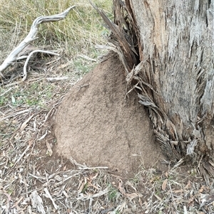 Nasutitermes exitiosus at Hackett, ACT - suppressed