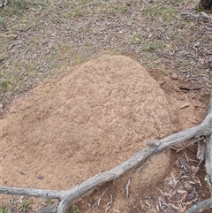 Nasutitermes exitiosus (Snouted termite, Gluegun termite) at Hackett, ACT - 5 Jun 2024 by DonFletcher