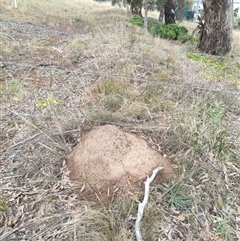 Nasutitermes exitiosus (Snouted termite, Gluegun termite) at Hackett, ACT - 5 Jun 2024 by DonFletcher