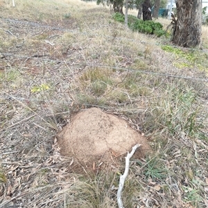 Nasutitermes exitiosus at Hackett, ACT - suppressed