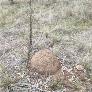 Nasutitermes exitiosus at Hackett, ACT - 5 Jun 2024