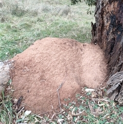 Nasutitermes exitiosus (Snouted termite, Gluegun termite) at Hackett, ACT - 5 Jun 2024 by DonFletcher