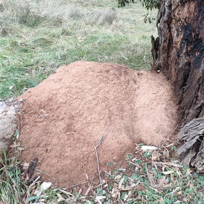 Nasutitermes exitiosus (Snouted termite, Gluegun termite) at Hackett, ACT - 5 Jun 2024 by DonFletcher