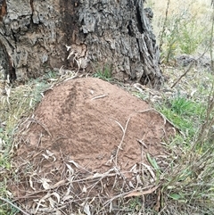 Nasutitermes exitiosus (Snouted termite, Gluegun termite) at Hackett, ACT - 5 Jun 2024 by DonFletcher