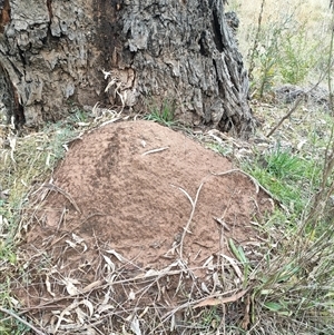 Nasutitermes exitiosus at Hackett, ACT - 5 Jun 2024