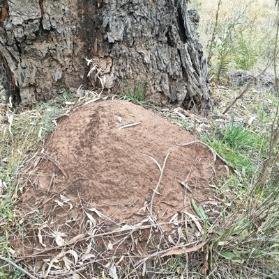 Nasutitermes exitiosus (Snouted termite, Gluegun termite) at Hackett, ACT - 5 Jun 2024 by DonFletcher