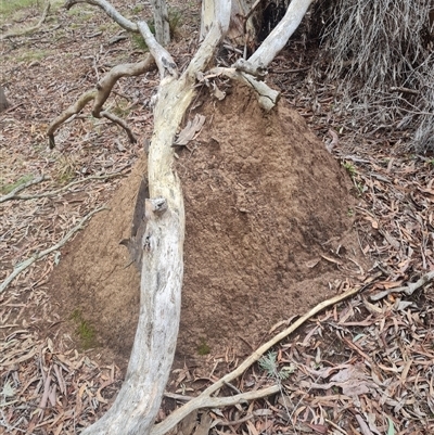 Nasutitermes exitiosus (Snouted termite, Gluegun termite) at Hackett, ACT - 5 Jun 2024 by DonFletcher