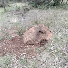 Nasutitermes exitiosus (Snouted termite, Gluegun termite) at Ainslie, ACT - 5 Jun 2024 by DonFletcher