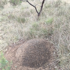 Nasutitermes exitiosus (Snouted termite, Gluegun termite) at Hackett, ACT - 5 Jun 2024 by DonFletcher